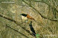 Coucal di Burchell 20-16-01